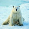 polar_ bear