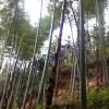 邓利平