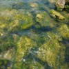 花随风落