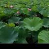 菲妮珂丝
