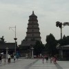 虎嗅蔷薇