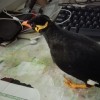 郑飞飞