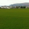 田野