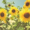 轩轩★三页