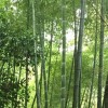 张正栋
