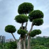 至极