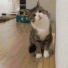 程效猛
