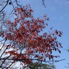 吴