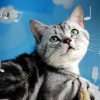 栗子猫