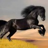 rider