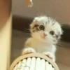 淅淅沥沥`_985