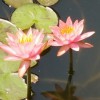 虼虼