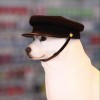 信天翁
