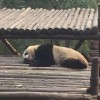 大狗