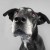 Will_825