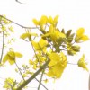 糖小糖