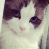 lee_tech