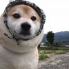 菜菜姬