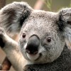 taotao