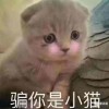 你是朝阳是日落