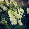 迷之Summer