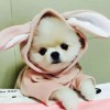 minomi