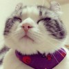 某龙猫