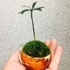 勇敢的心_388
