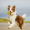 aaa