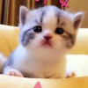 Liyao_846