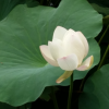 茉莉