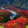 郭鹏_681