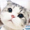 郭燕滔