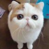 羽入云