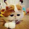 赵辰磊