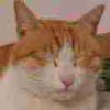 肥猫