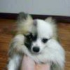 曌