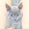 『Totoro』