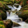 水上枫叶