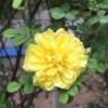 樱花故事