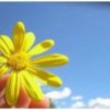 苏小芳