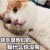 くコ:彡