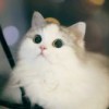 无易