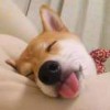 白鸽
