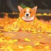 雍志玮