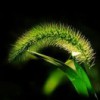 狗尾巴草