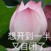老实人