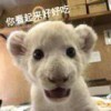 王子面