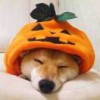 我在琅琊山下