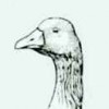 herbert